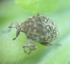 Acanthoscelidius acephalus