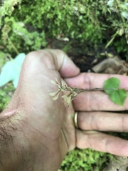 Neottia smallii