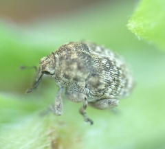 Acanthoscelidius acephalus