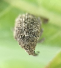 Acanthoscelidius acephalus