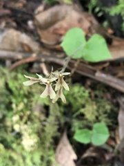 Neottia smallii