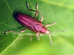 Donacia thalassina