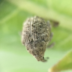 Acanthoscelidius acephalus