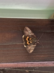 Catocala muliercula
