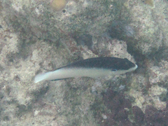 Anampses neoguinaicus