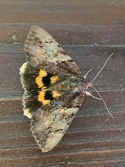 Catocala muliercula