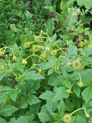 Geum aleppicum