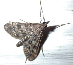 Dolicharthria bruguieralis
