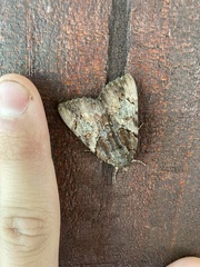 Catocala muliercula