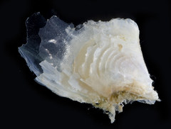 Malleus