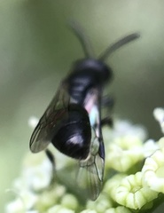 Hylaeus