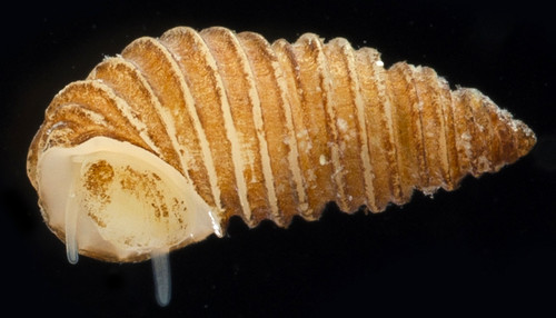 Stosicia