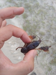 Procambarus rogersi