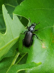 Platycerus depressus
