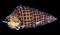 Cerithium alutaceum