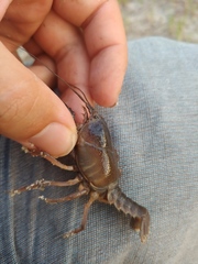 Procambarus rogersi