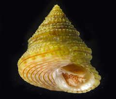 Calliostoma katoi