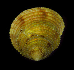 Calliostoma katoi