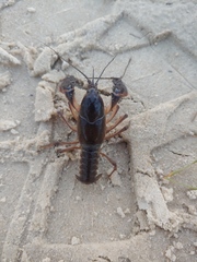 Procambarus rogersi