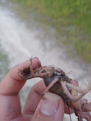 Procambarus rogersi