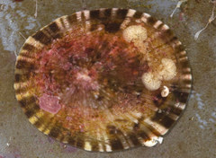 Patelloida pygmaea image