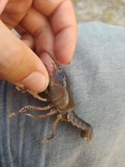 Procambarus rogersi