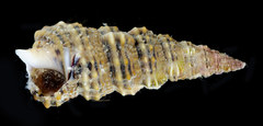 Cerithium dialeucum