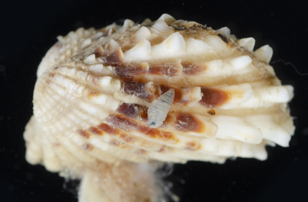 Oscilla voorwindei