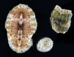 Rhyssoplax burmana