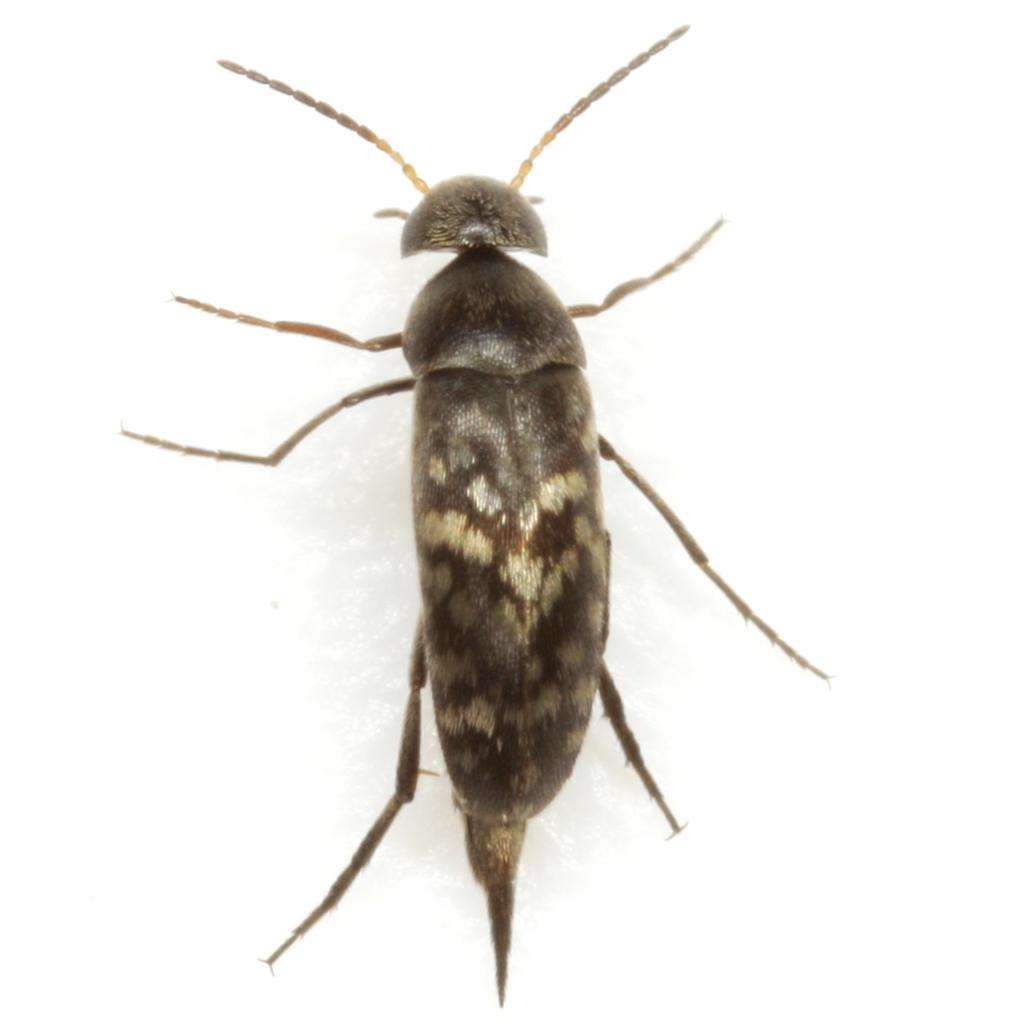 Blistered Tumbling Flower Beetle