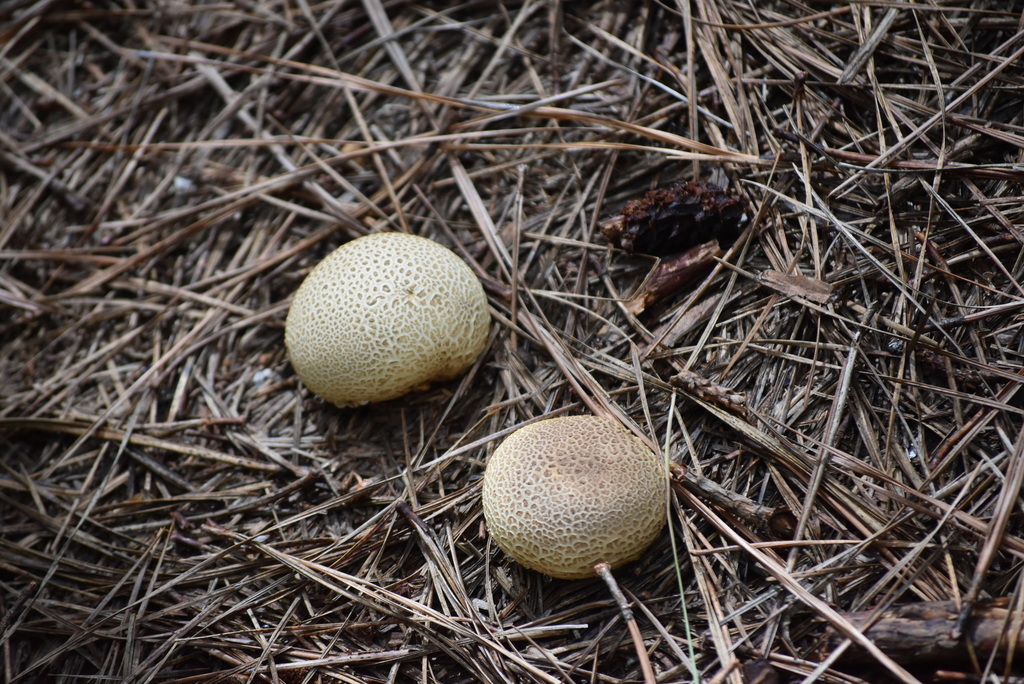 Scleroderma citrinum · January 2021 · photo: © vero1304 (iNaturalist, cc-by-nc)