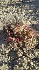 Micropuntia pulchella