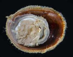 Crepidula onyx