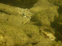 Phoxinus septimaniae