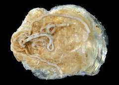 Anomia chinensis