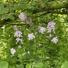 Hesperis matronalis