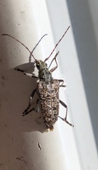 Anthophylax attenuatus