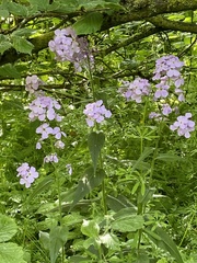 Hesperis matronalis