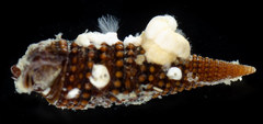 Coriophora fusca