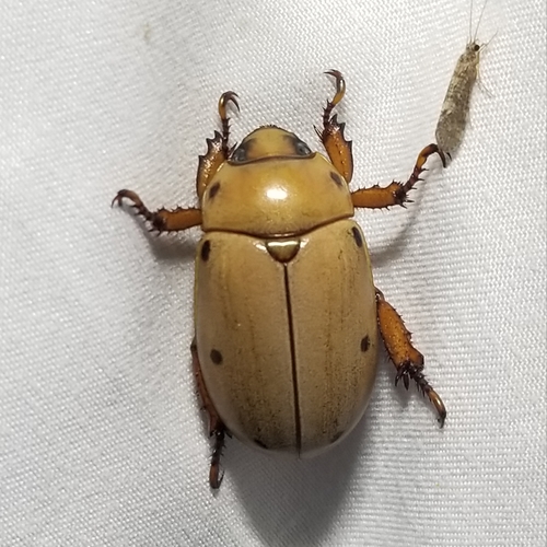 Grapevine Beetle, photo 10 of 10