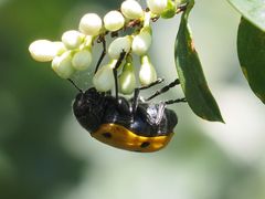 Lachnaia sexpunctata