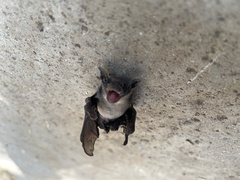 Myotis velifer