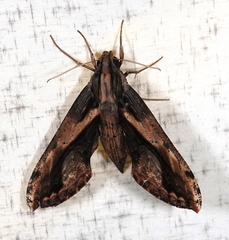 Xylophanes ceratomioides