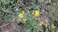 Solanum habrochaites
