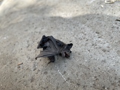 Myotis velifer