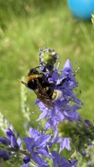 Bombus vestalis