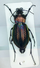 Carabus arvensis