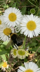 Bombus vestalis