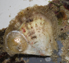 Pinctada albina