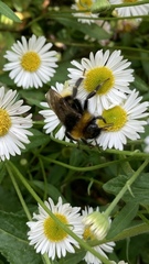 Bombus vestalis